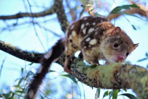 Spotted-tailed quoll walking along a branch at Cullendore High Country