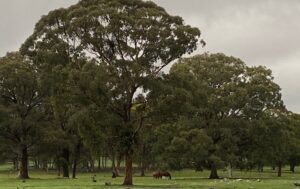 Mature eucalypts shading green paddocks at 2 Wild Souls Meadery