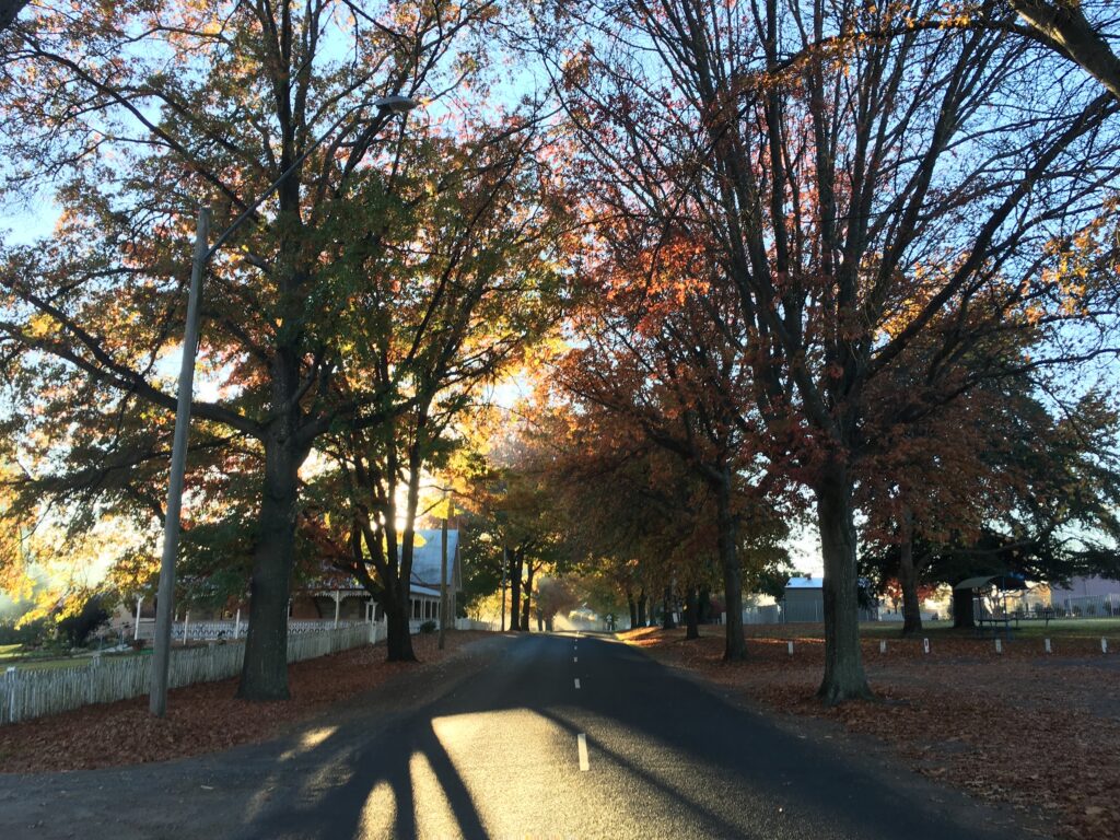 Autumn trees shading the footpath at Market Square Park, Tenterfield