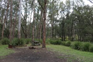 Picnic table among tall gums at Koreelah Creek Campground