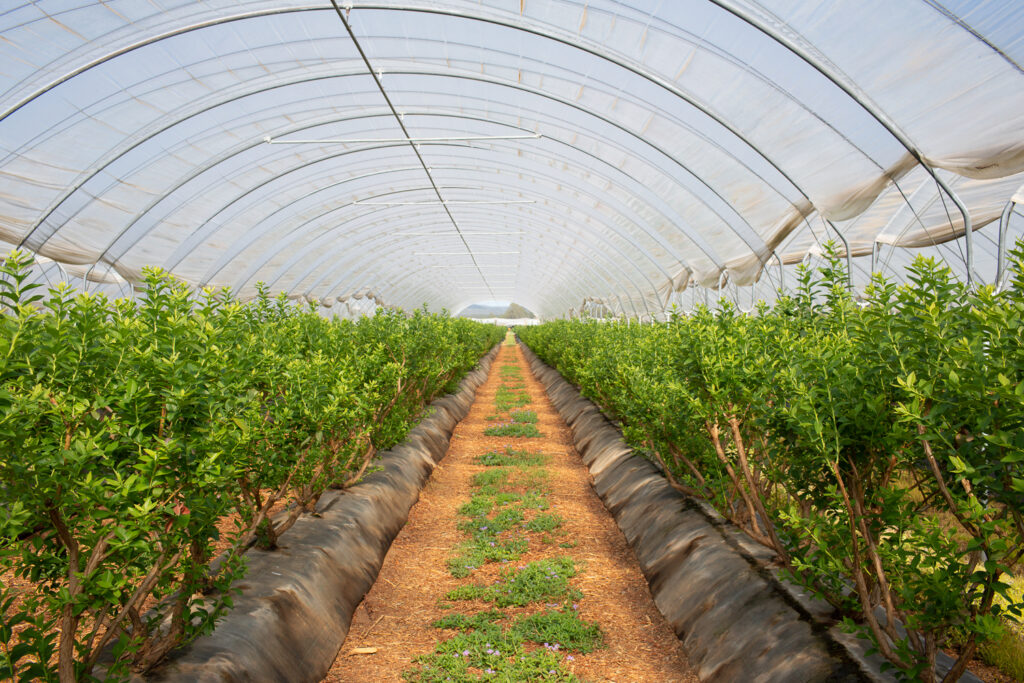 Rows of blueberry bushes inside a growing tunnel at Mountain Blue