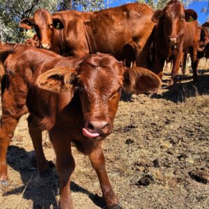 Curious red cattle and calves at Roseneath Station Farm Stay
