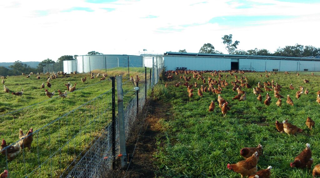 Free range hens roaming the paddock at New England Free Range Eggs