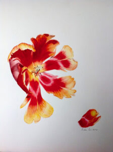 Watercolour of a bright red and yellow parrot tulip by Nola Sindel