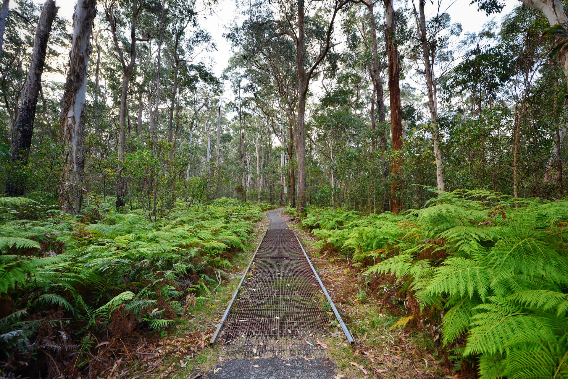 Tenterfield: A Town Woven with History, Culture, and Remarkable Stories