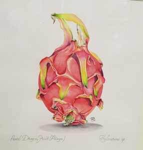 Botanical painting of a pink dragon fruit by Rebecca Berret