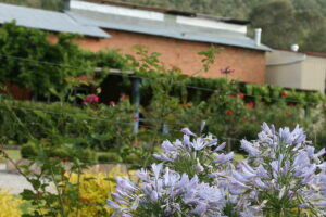 Agapanthus in bloom in the gardens at Reedy Creek Estate winery
