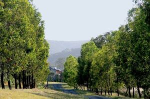 Tree-lined entrance drive to Reedy Creek Estate vineyard