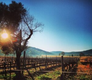 Sunrise over the bare vines at Reedy Creek Estate vineyard