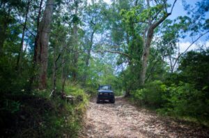 Bush track winding through tall eucalypt forest at Rover Park