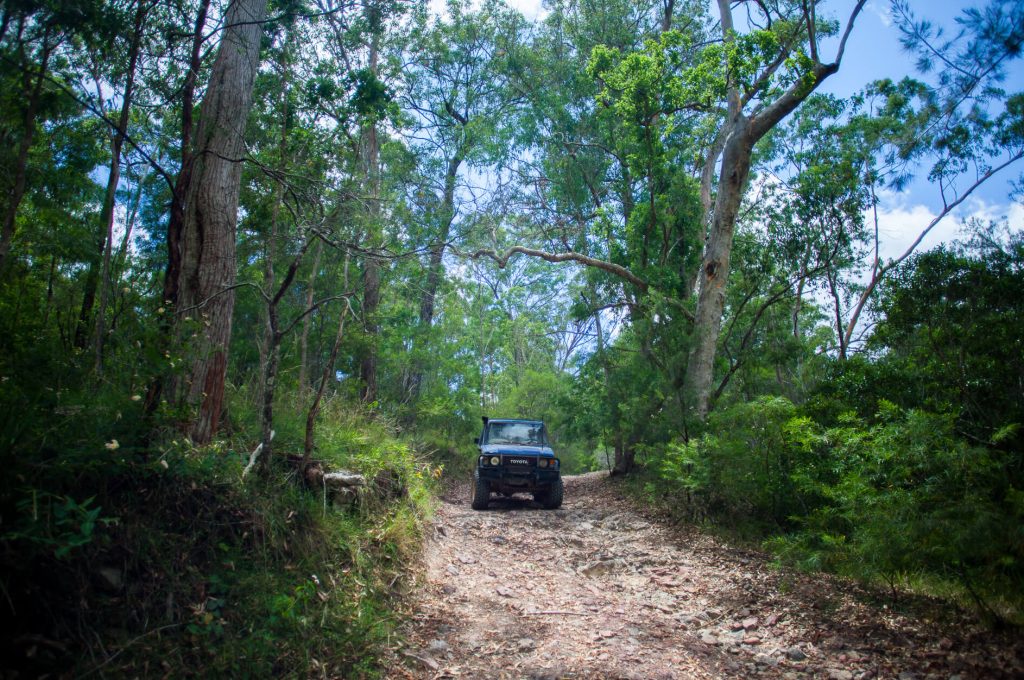 Bush track winding through tall eucalypt forest at Rover Park