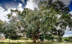 Sunburst through the Tenterfield Cork Tree's canopy, photo by Bruce Robinson