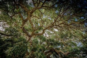 Gnarled limbs beneath the Tenterfield Cork Tree, photo by Bruce Robinson