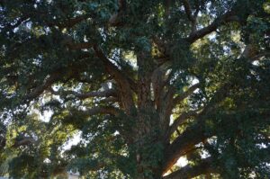 Canopy of the 150-year-old Tenterfield Cork Tree, photo by Bruce Robinson