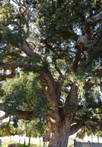 Spreading branches of the historic Tenterfield Cork Tree, photo by Bruce Robinson