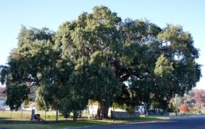 The Tenterfield Cork Tree standing beside the street, photo by Bruce Robinson