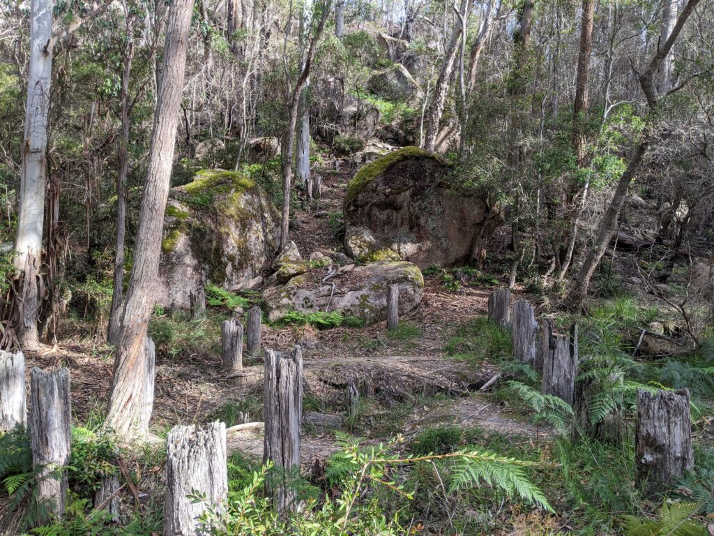 Remnant timber posts of World War II tank traps in forest at Paddy's Flat