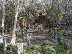 Remnant timber posts of World War II tank traps in forest at Paddy's Flat