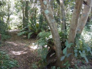 Ferny walking track through the rainforest at Lanikai