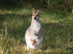 Wallaby with joey in the long grass at Lanikai Camping Ground