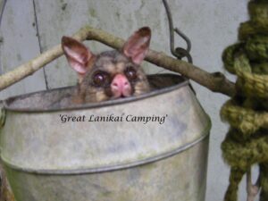 Brushtail possum peeking from an old bucket at Lanikai Camping Ground