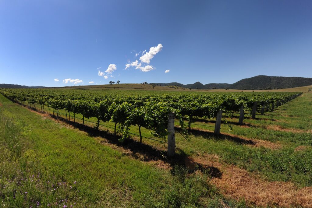 Rows of vines at Zappa Wines, Mingoola