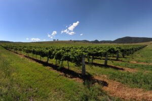 Rows of vines at Zappa Wines, Mingoola