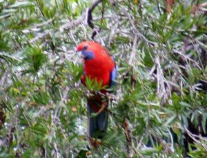 Crimson rosella perched in the foliage at Lanikai Camping Ground