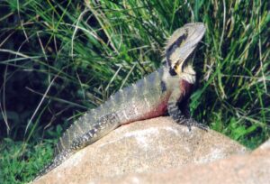 Water dragon basking on a rock at Lanikai Camping Ground