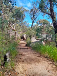 Bush track leading to the Granite Arch rock formation in Bald Rock National Park