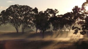 Morning sun rays streaming through trees over misty paddocks at the meadery
