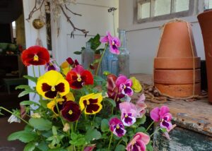 Pansies and terracotta pots at the entrance to White Cottage Flower Farm