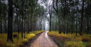 Dirt road winding through misty forest into Clarence River Wilderness Lodge