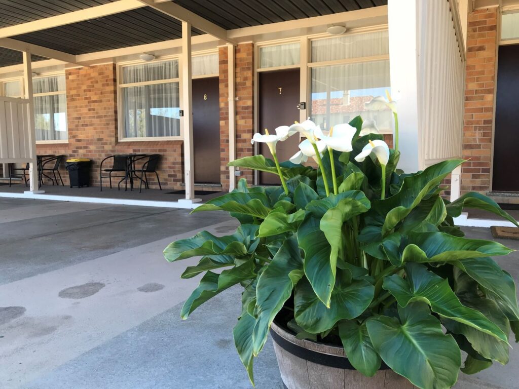 Covered entrance and gardens at the Royal Motel Tenterfield