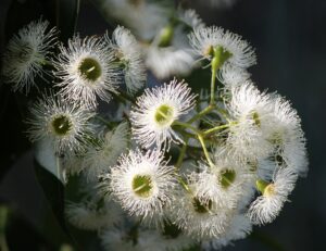 Cluster of white eucalyptus blossoms