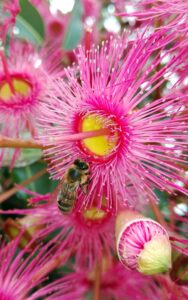 Bee gathering pollen on a bright pink flowering gum blossom