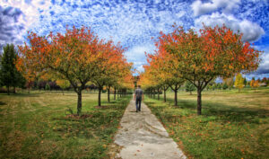 Walker on the path between rows of autumn trees at Millbrook Park