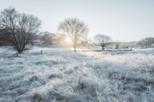 Frost-covered grass and trees sparkling in the winter sun near Tenterfield
