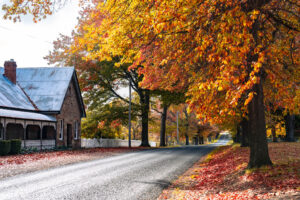 Stone cottage and street carpeted in autumn leaves in Tenterfield, photo by Sera J Wright