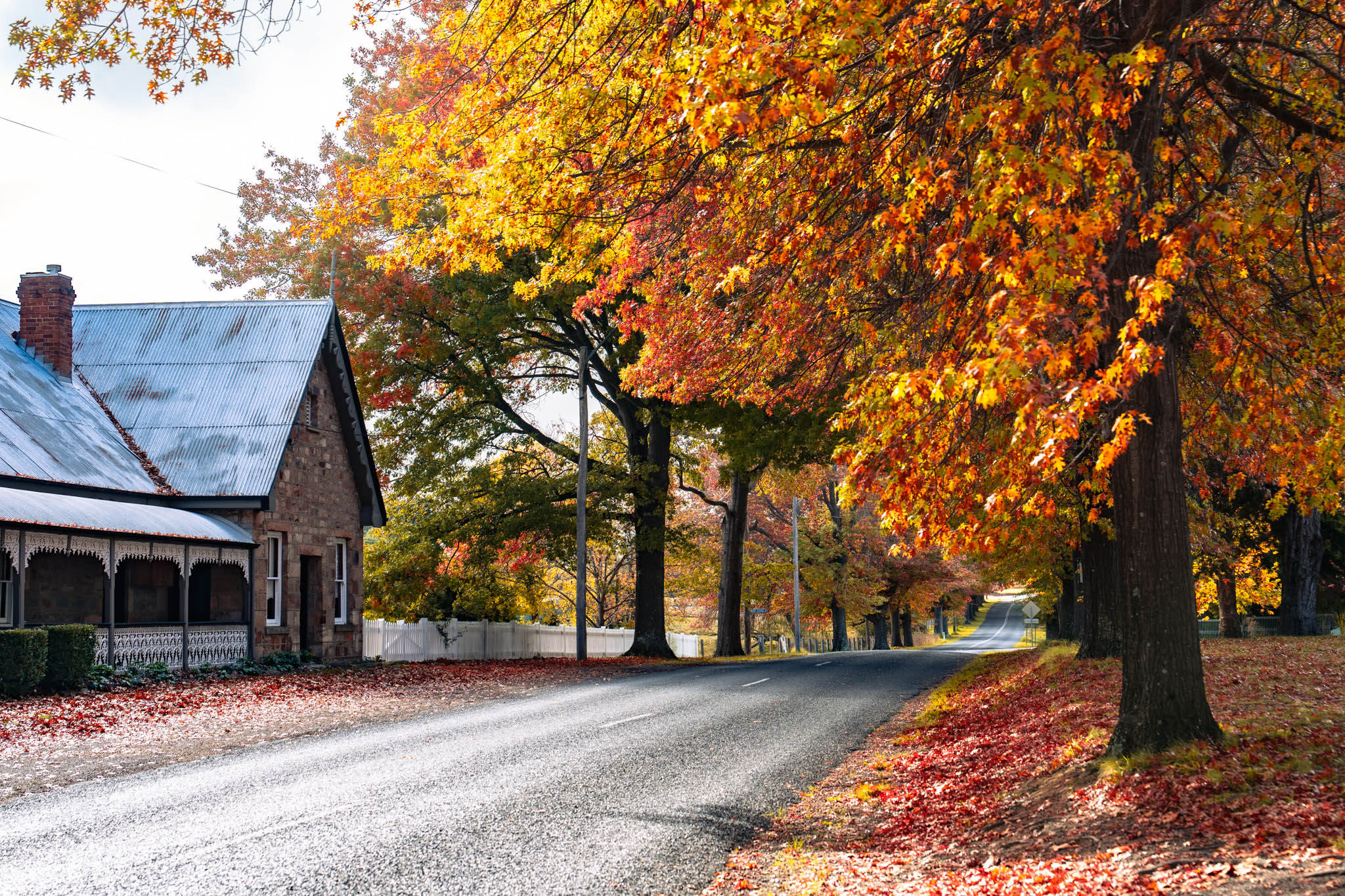 Stone cottage and street carpeted in autumn leaves in Tenterfield, photo by Sera J Wright