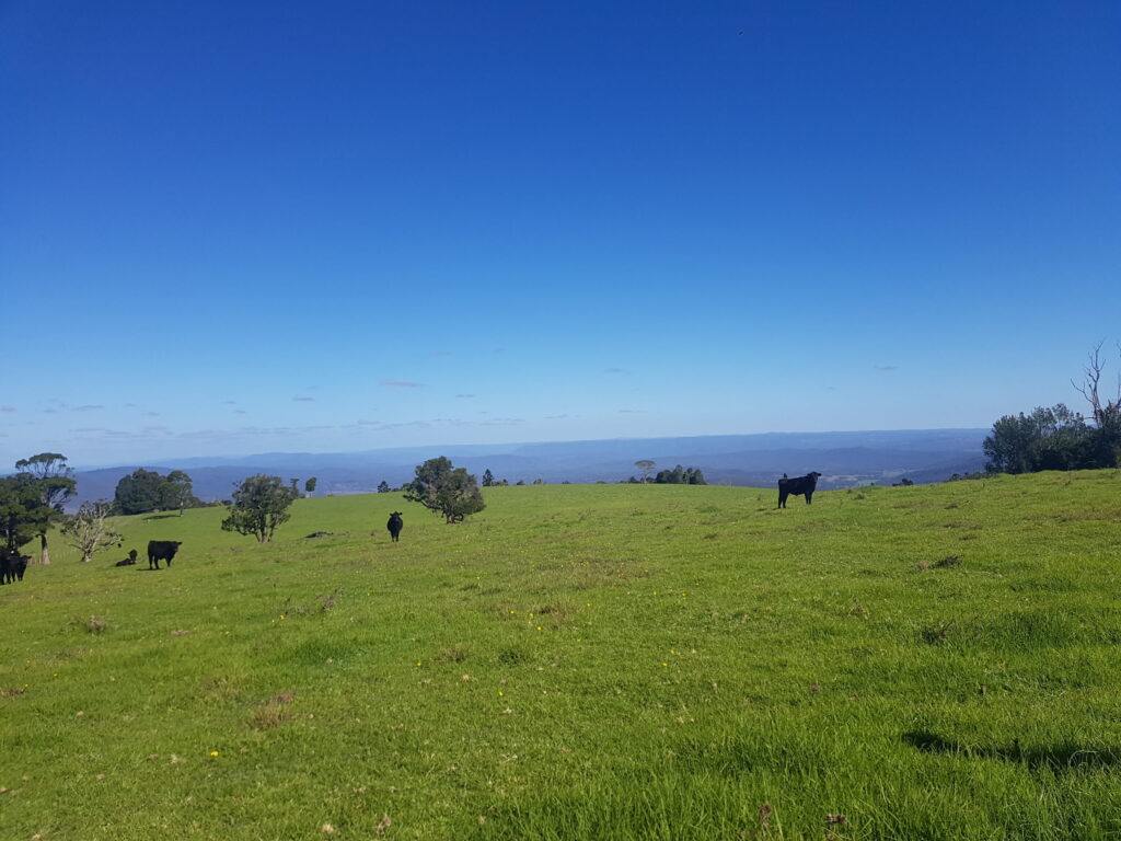 Cattle grazing green pasture at Legume, photo by Karen McKay
