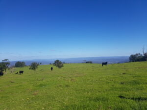 Cattle grazing green pasture at Legume, photo by Karen McKay