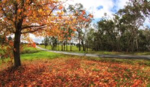 Carpet of red autumn leaves under the trees at Liston