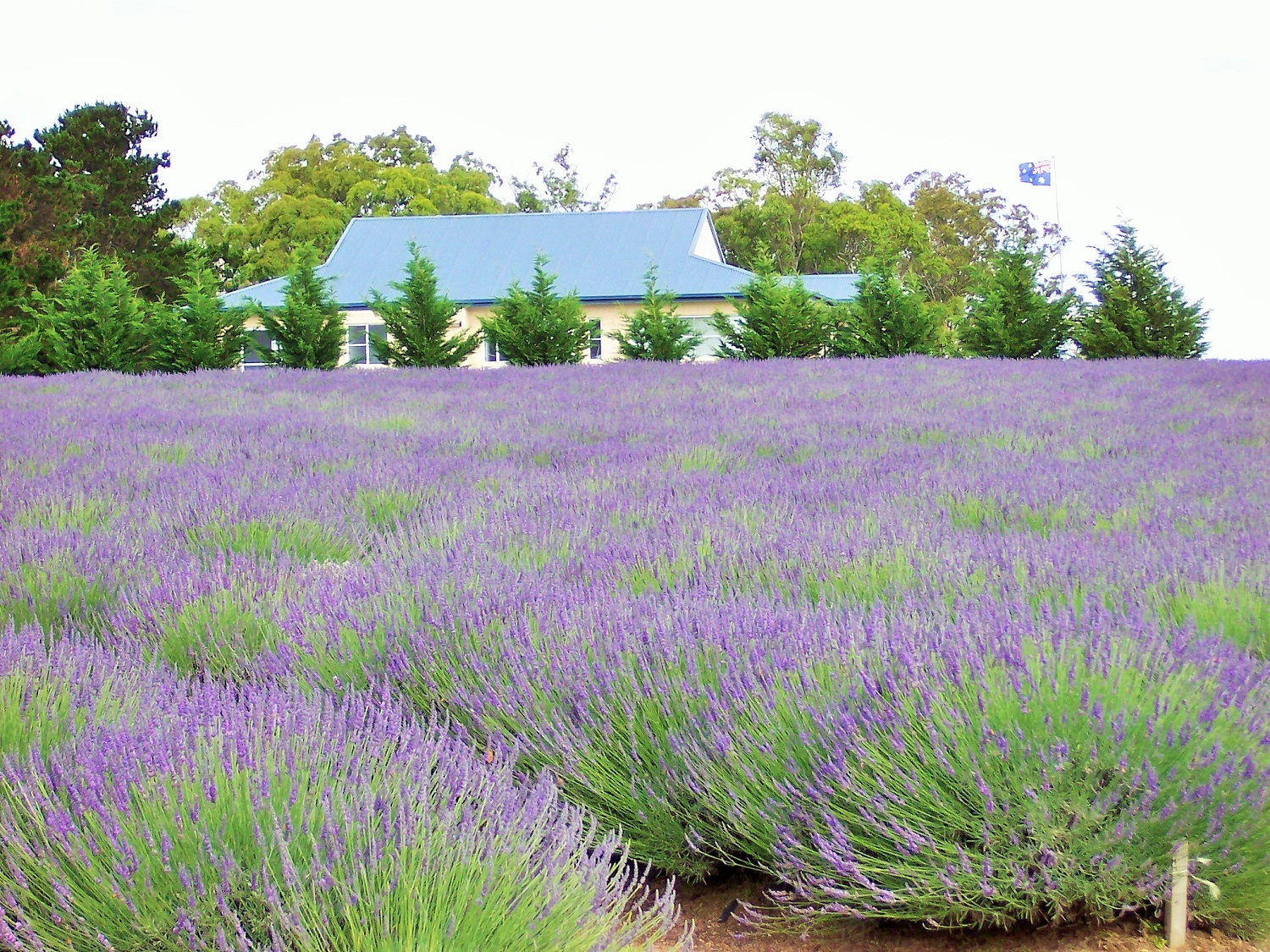 Rows of flowering lavender leading to the white farmhouse at Aloomba Lavender