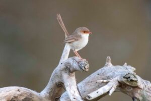 Superb fairy-wren perched on driftwood at Wunglebung, photo by Peter Hardin