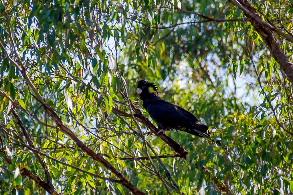 Black cockatoo perched in the gum leaves in the Border Mountains