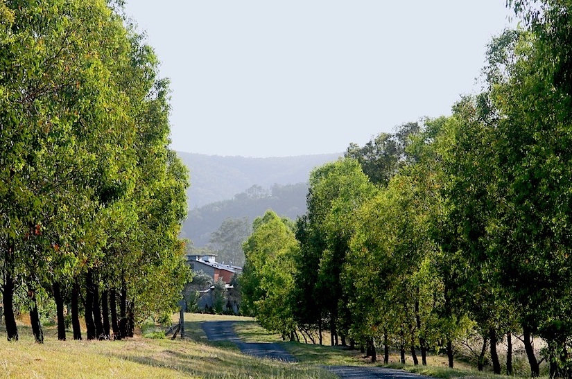 Tree-lined entrance drive to Reedy Creek Estate vineyard