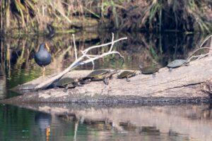 Turtles and a waterhen basking on a log in the river at Wunglebung, photo by Peter Hardin