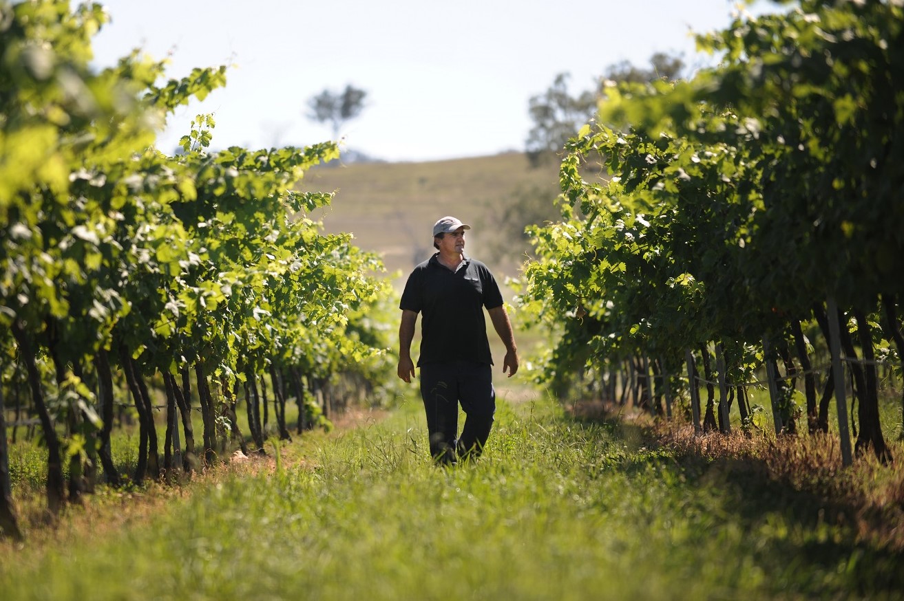 Winemaker walking between the vine rows at Zappa Wines, Mingoola